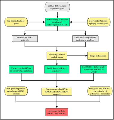 Identification of Ion Channel-Related Genes and miRNA-mRNA Networks in Mesial Temporal Lobe Epilepsy